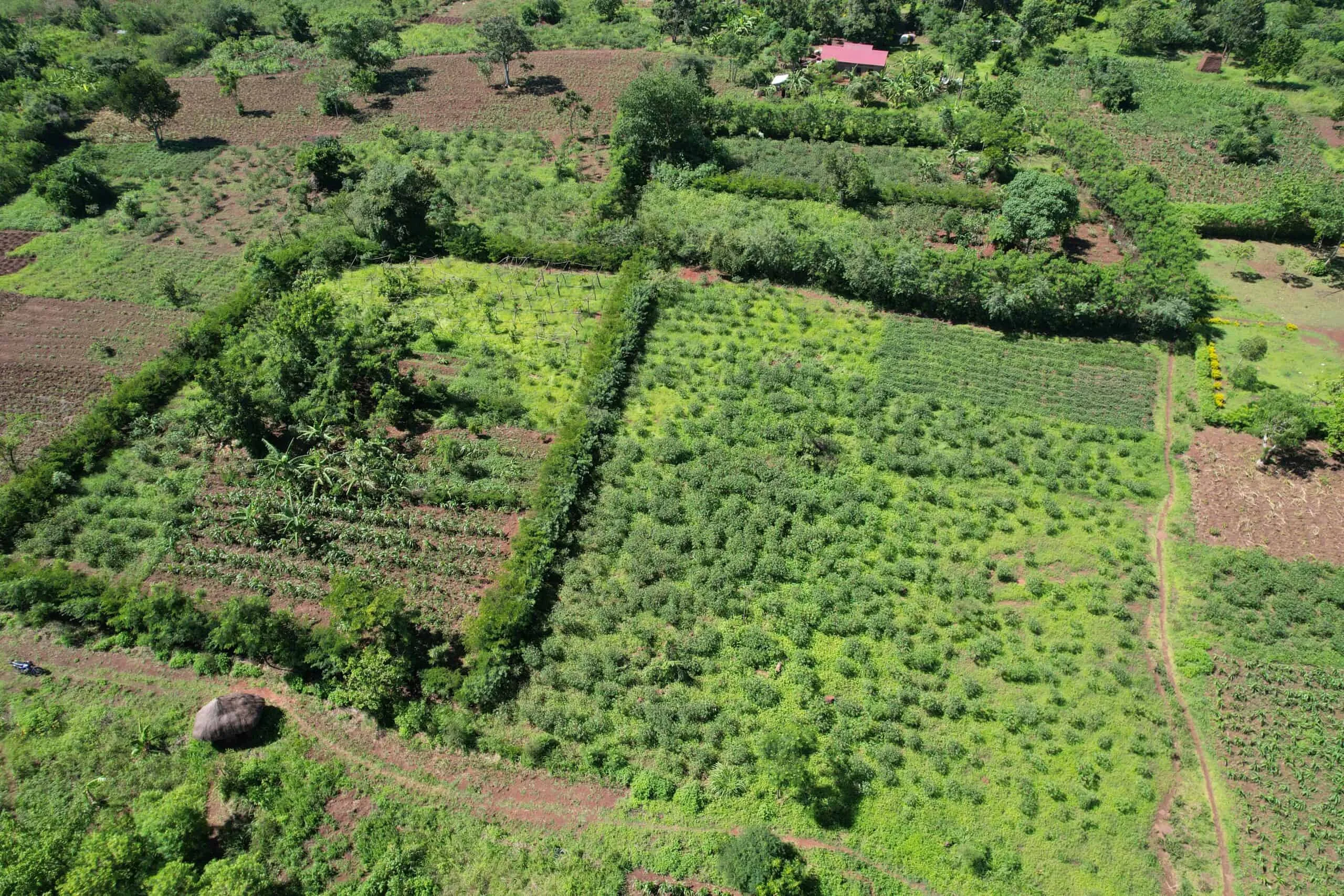 Easwes Tree Planting Program 1.webp